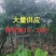 假苹婆13～20公分