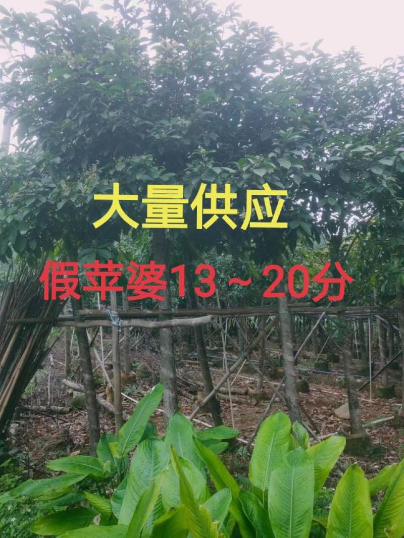 假苹婆13～20公分