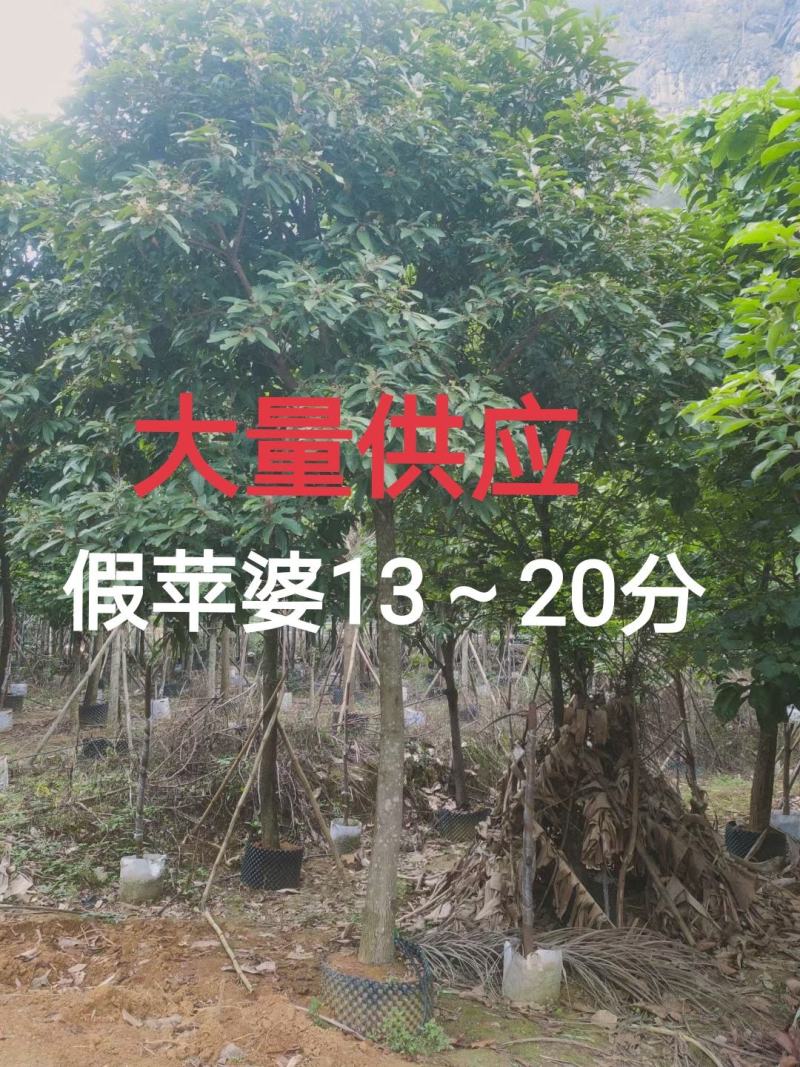 假苹婆13～20公分
