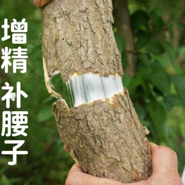 杜仲中药材正宗四川十年野山生老杜仲皮一等真品泡茶泡酒炖汤
