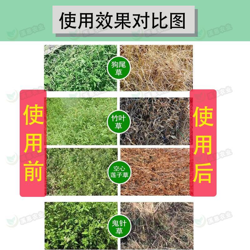 精草铵膦铵盐果园荒地行间除草剂一扫光牛筋草恶性杂草小飞蓬