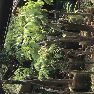 广州增城荔枝苗乌榄苗石榴苗等等……