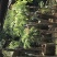广州增城荔枝苗乌榄苗石榴苗等等……