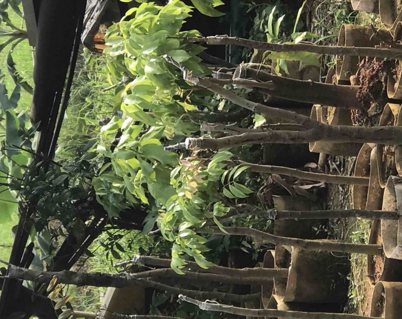 广州增城荔枝苗乌榄苗石榴苗等等……
