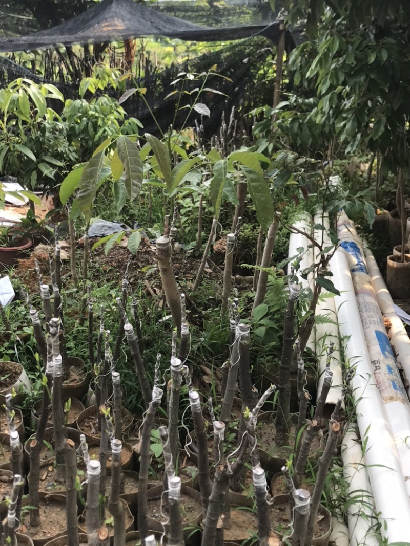 广州增城荔枝苗乌榄苗石榴苗等等……