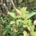 广州增城荔枝苗乌榄苗石榴苗等等……