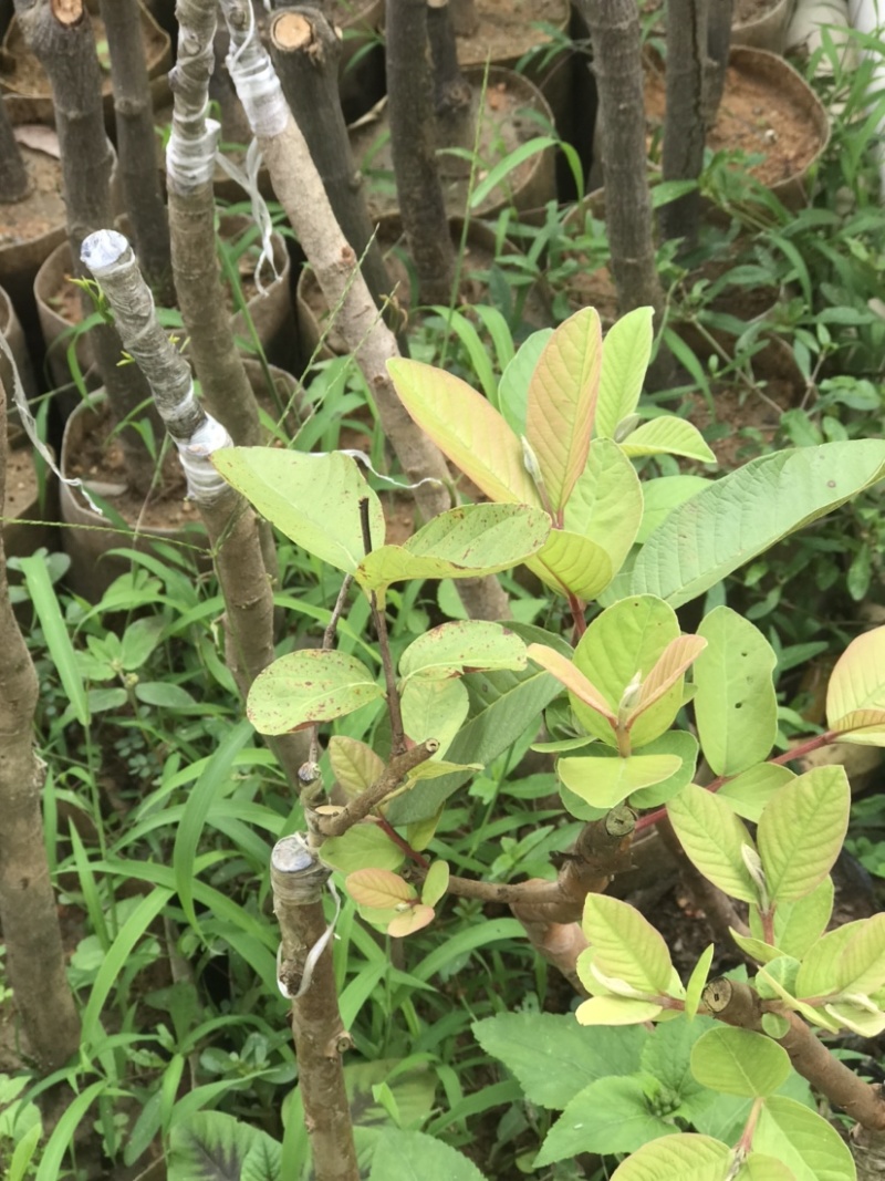 广州增城荔枝苗乌榄苗石榴苗等等……