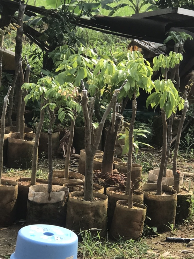广州增城荔枝苗乌榄苗石榴苗等等……