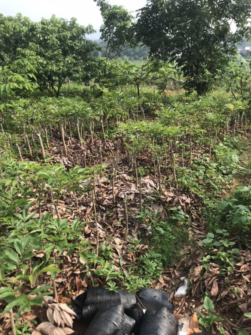 广州增城荔枝苗乌榄苗石榴苗等等……