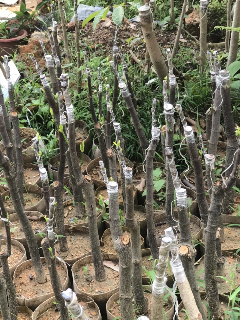 广州增城荔枝苗乌榄苗石榴苗等等……