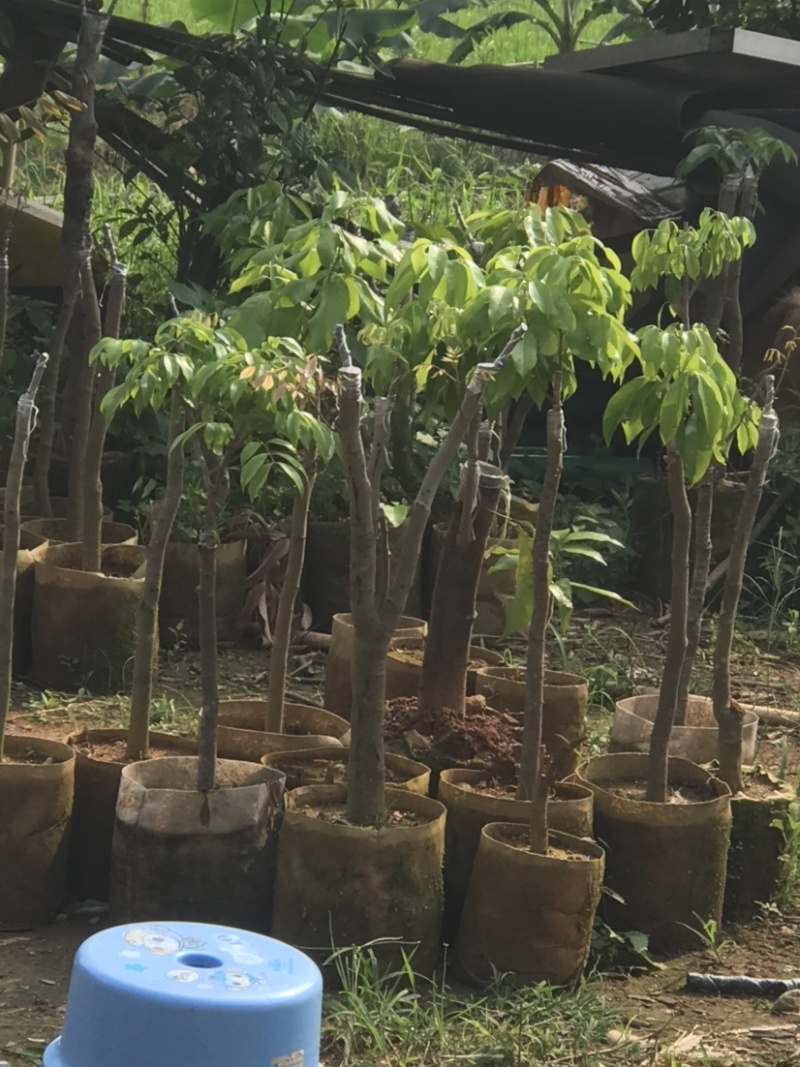 广州增城荔枝苗乌榄苗石榴苗等等……