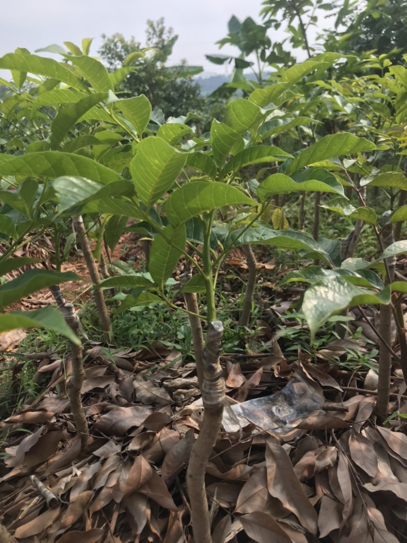 广州增城荔枝苗乌榄苗石榴苗等等……