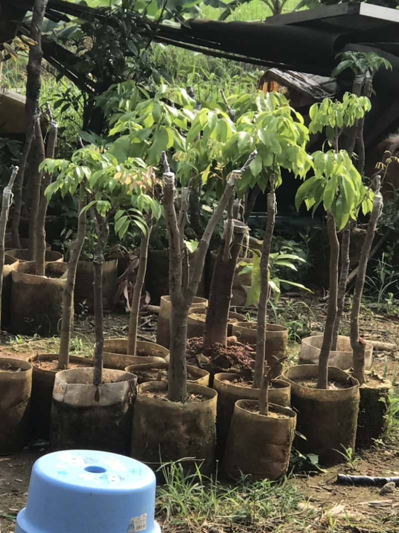 广州增城荔枝苗乌榄苗石榴苗等等……