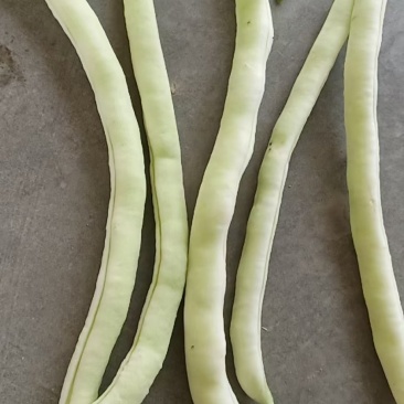 陕西汉中白不老四季豆大量有货