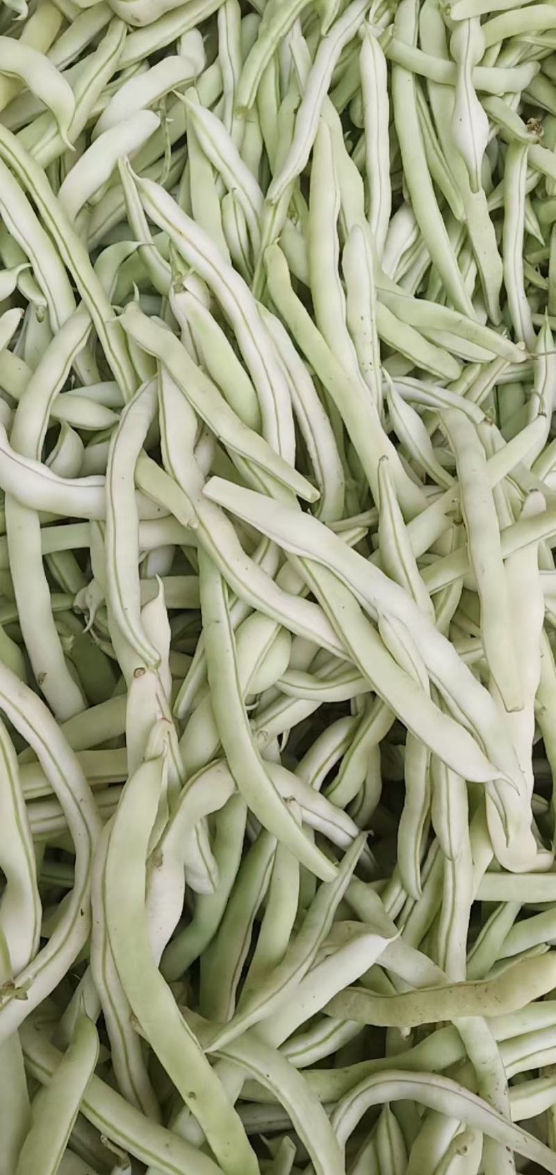 陕西汉中白不老四季豆大量有货