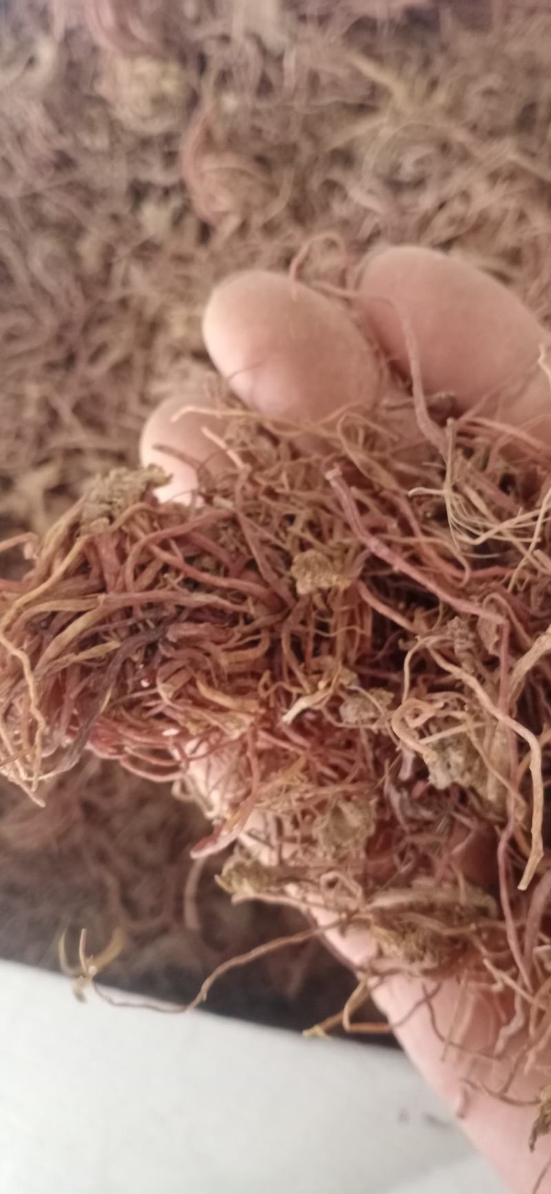 紫苑.中药材批发.质量保证规格齐全.