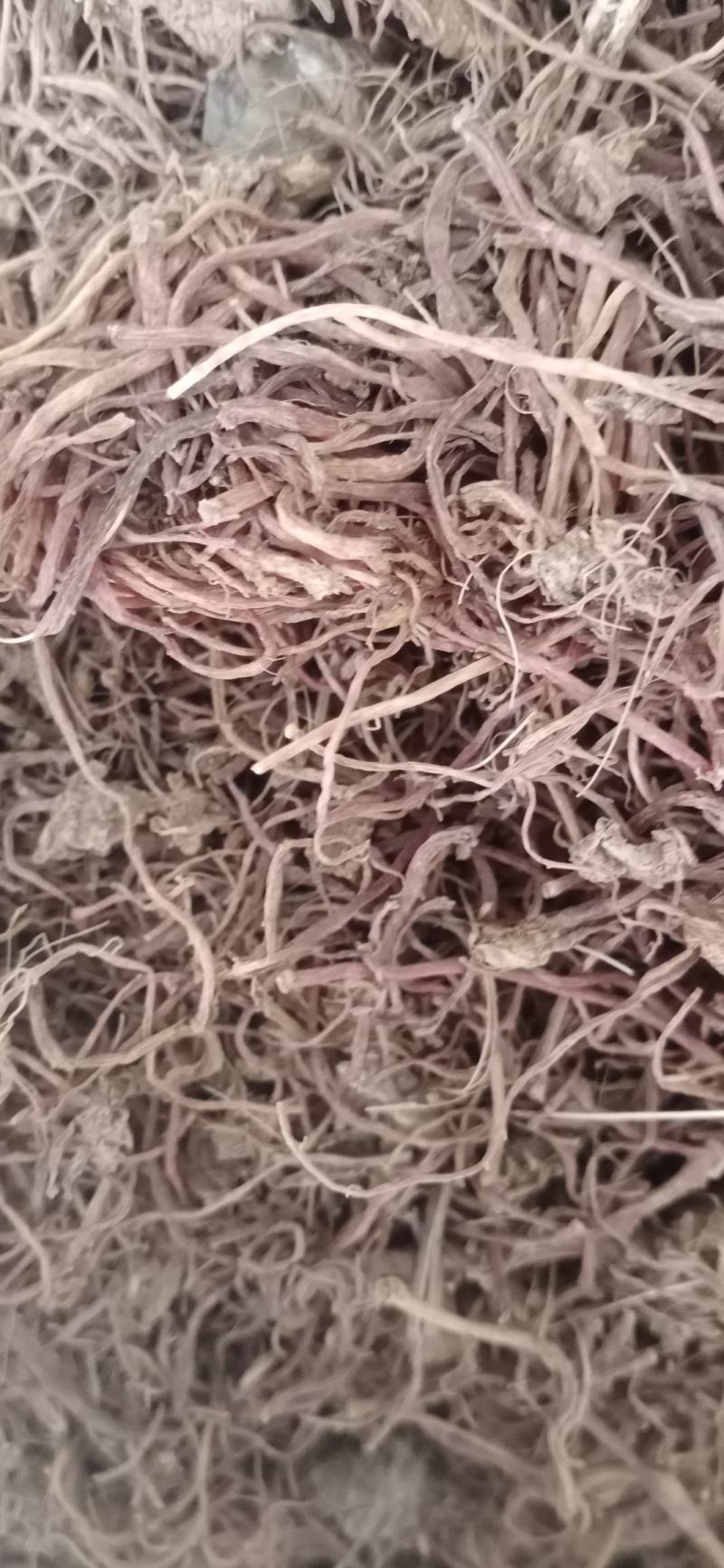 紫苑.中药材批发.质量保证规格齐全.