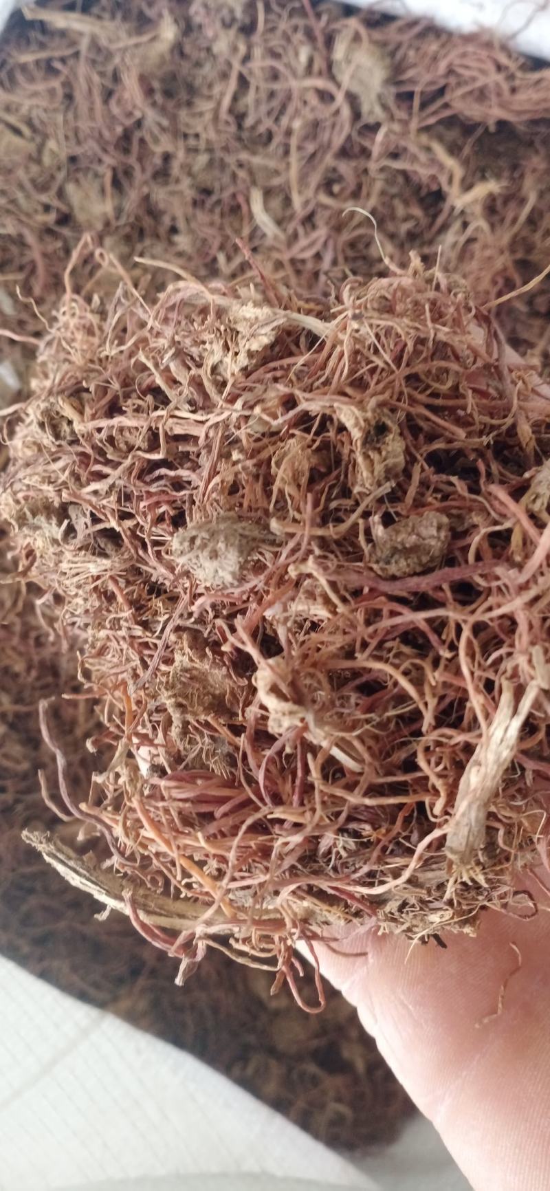 紫苑.中药材批发.质量保证规格齐全.