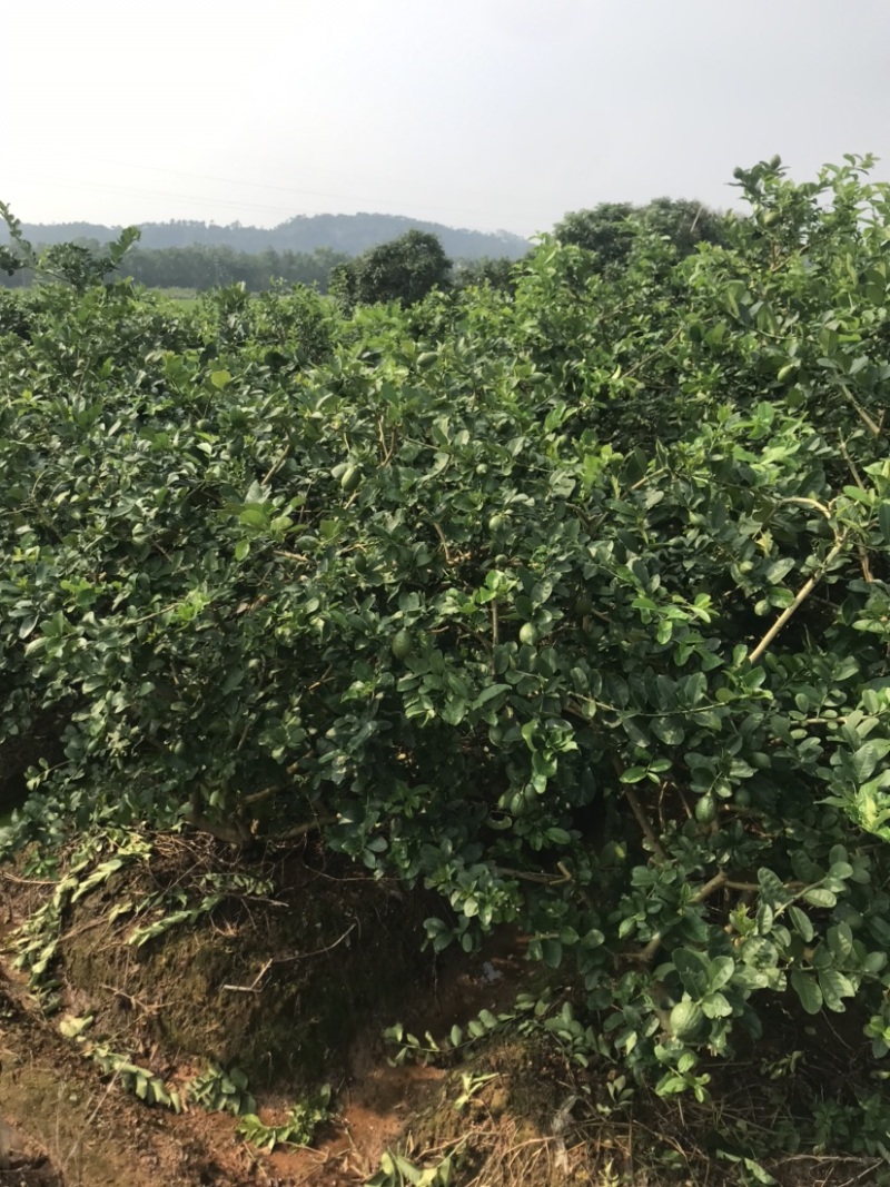 增城区香水柠檬