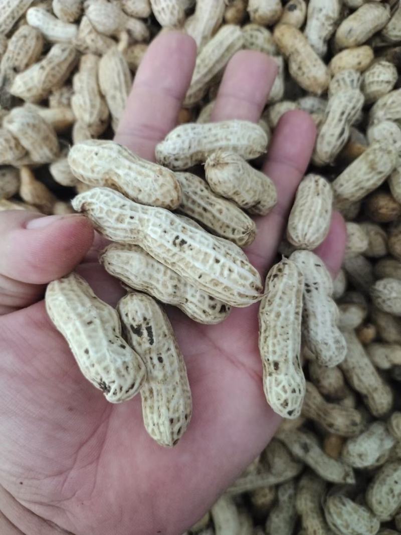 鲜花生四粒红小白沙手摘果人工挑拣万亩货源