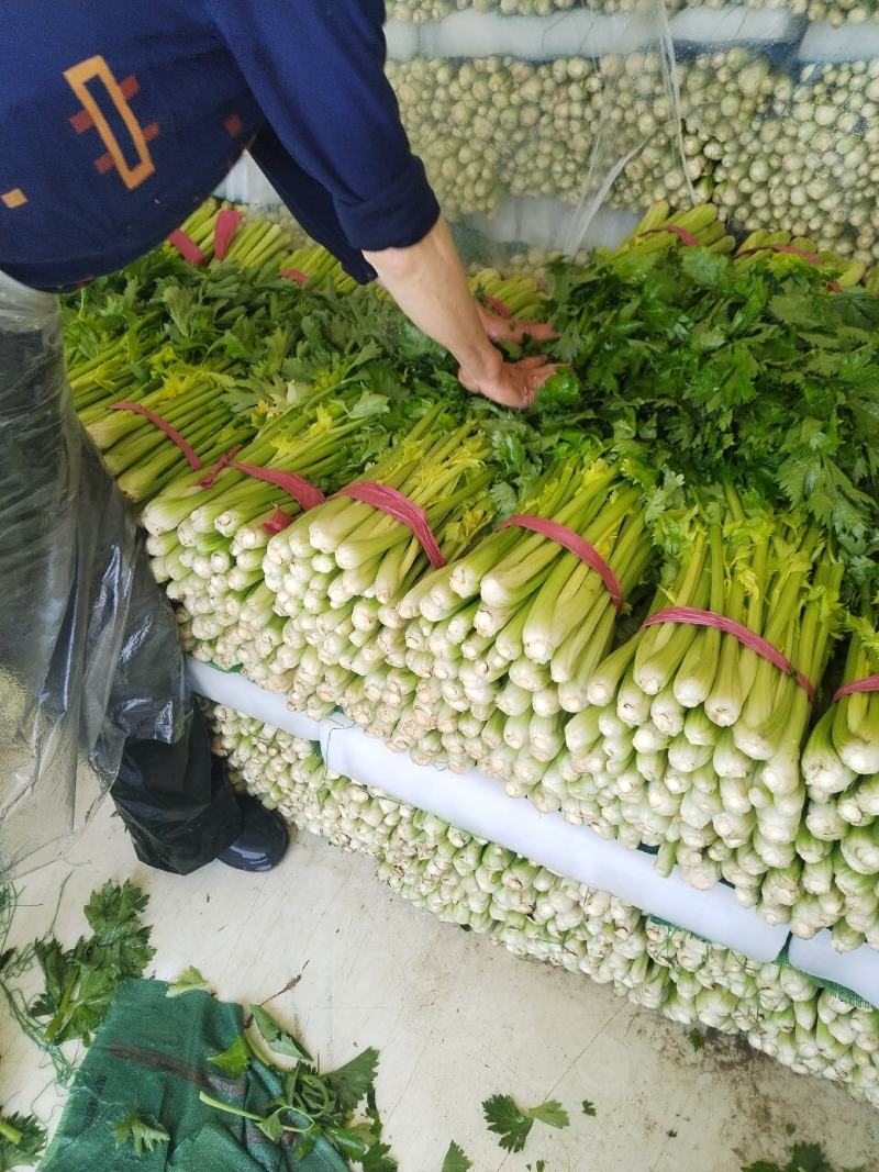 精品西芹量大质优，质量保证，需要的老板联系我，代发全国