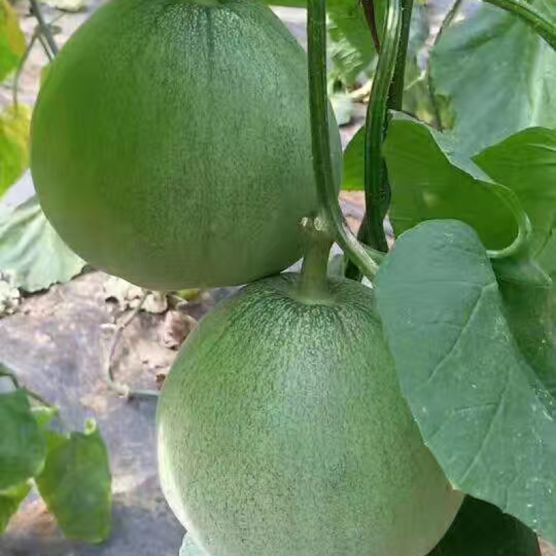 甜瓜苗嫁接甜瓜苗直根甜瓜苗羊角蜜绿宝博洋九