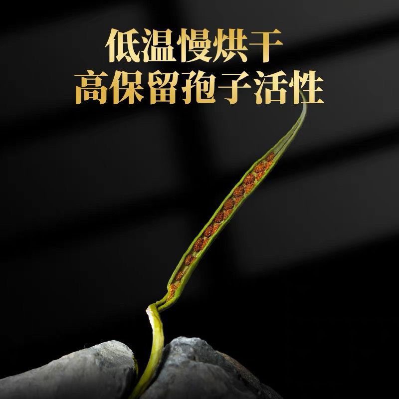 云南化石草中药材野生化石草肾精草精选野生肾精茶化石茶滋补