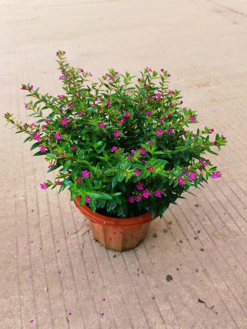 满天星开花绿植小盆栽净化新鲜空气室内室外常备绿植开花盆栽