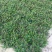 满天星开花绿植小盆栽净化新鲜空气室内室外常备绿植开花盆栽