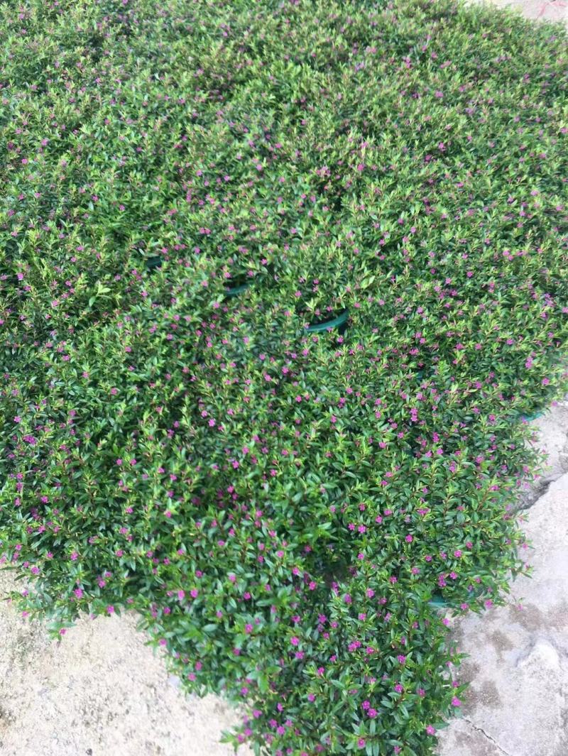 满天星开花绿植小盆栽净化新鲜空气室内室外常备绿植开花盆栽