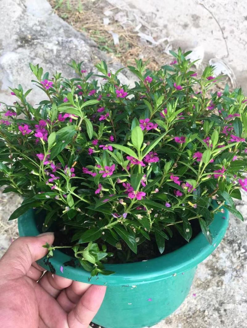 满天星开花绿植小盆栽净化新鲜空气室内室外常备绿植开花盆栽