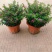 满天星开花绿植小盆栽净化新鲜空气室内室外常备绿植开花盆栽