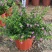 满天星开花绿植小盆栽净化新鲜空气室内室外常备绿植开花盆栽