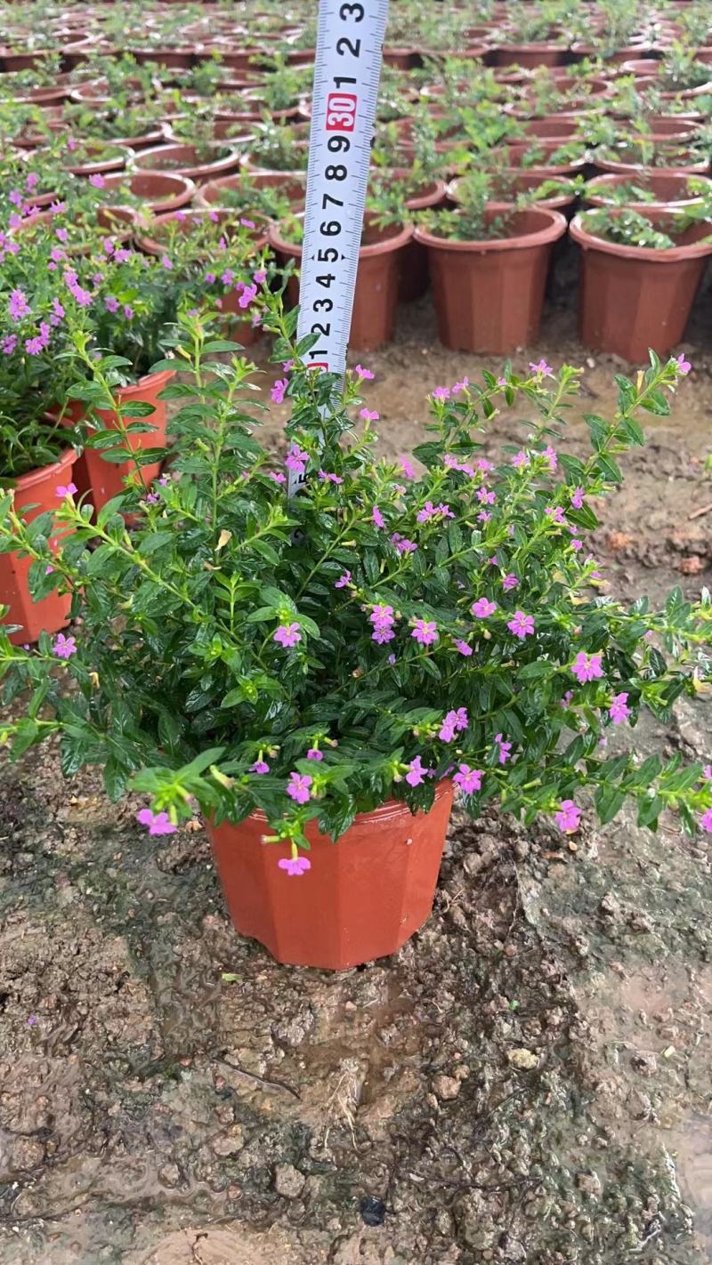 满天星开花绿植小盆栽净化新鲜空气室内室外常备绿植开花盆栽