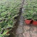 满天星开花绿植小盆栽净化新鲜空气室内室外常备绿植开花盆栽
