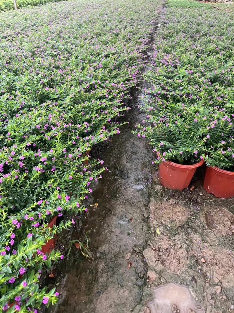 满天星开花绿植小盆栽净化新鲜空气室内室外常备绿植开花盆栽