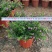 满天星开花绿植小盆栽净化新鲜空气室内室外常备绿植开花盆栽