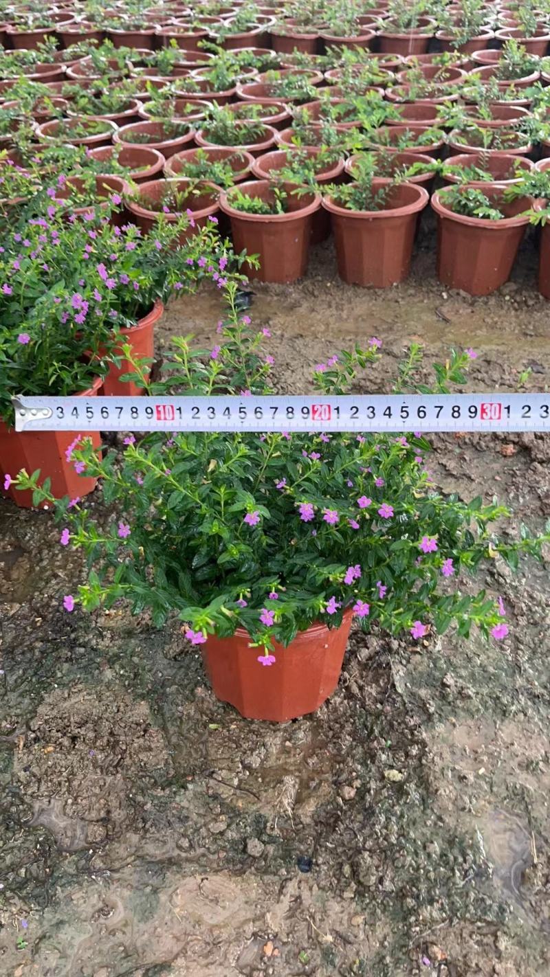 满天星开花绿植小盆栽净化新鲜空气室内室外常备绿植开花盆栽
