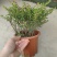 满天星开花绿植小盆栽净化新鲜空气室内室外常备绿植开花盆栽