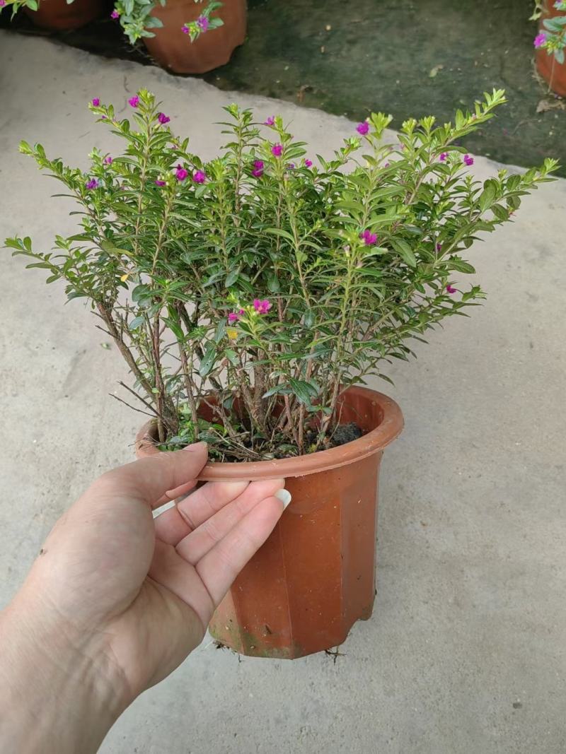 满天星开花绿植小盆栽净化新鲜空气室内室外常备绿植开花盆栽