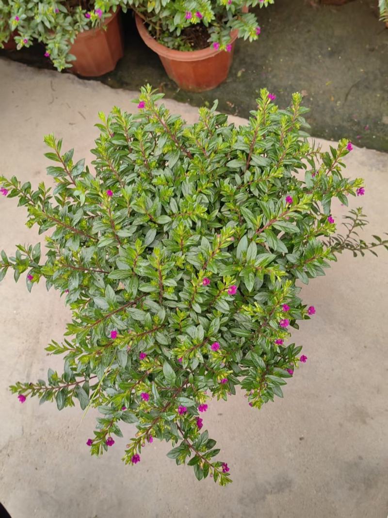 满天星开花绿植小盆栽净化新鲜空气室内室外常备绿植开花盆栽