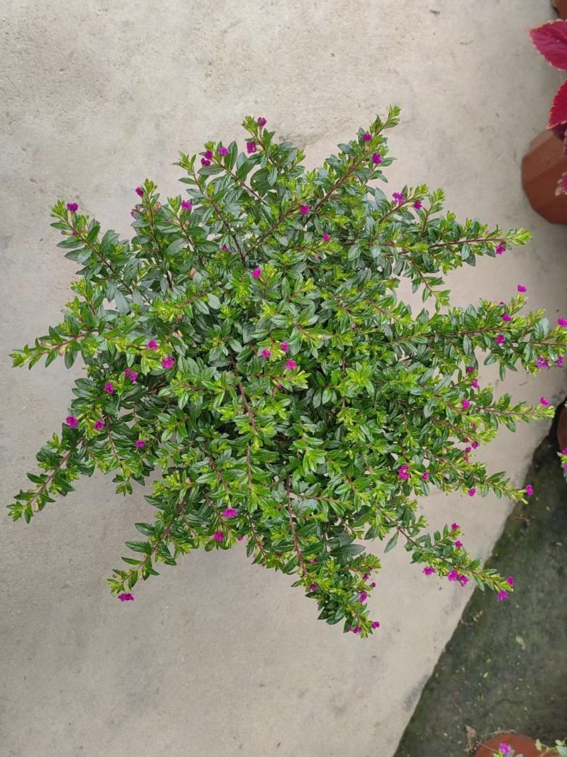 满天星开花绿植小盆栽净化新鲜空气室内室外常备绿植开花盆栽