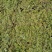 满天星开花绿植小盆栽净化新鲜空气室内室外常备绿植开花盆栽