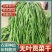 贡菜特级无添加苔干菜新鲜正宗商用盒装低卡减即食贡菜