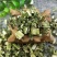 野生益母草新货益母草茶中药泡茶泡脚调理姨妈气血新货艾叶正