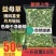 野生益母草新货益母草茶中药泡茶泡脚调理姨妈气血新货艾叶正