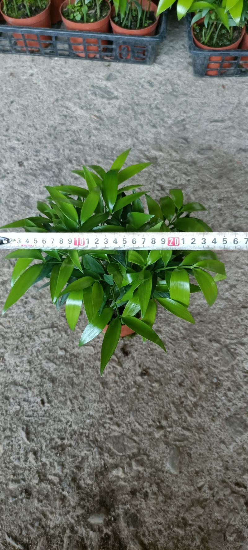竹柏室内绿植盆栽居家办公常备绿植盆栽净化新鲜空气花卉盆栽