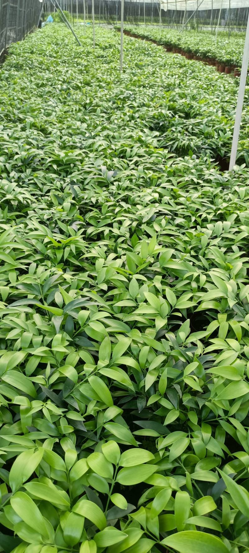 竹柏室内绿植盆栽居家办公常备绿植盆栽净化新鲜空气花卉盆栽
