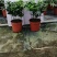 竹柏室内绿植盆栽居家办公常备绿植盆栽净化新鲜空气花卉盆栽