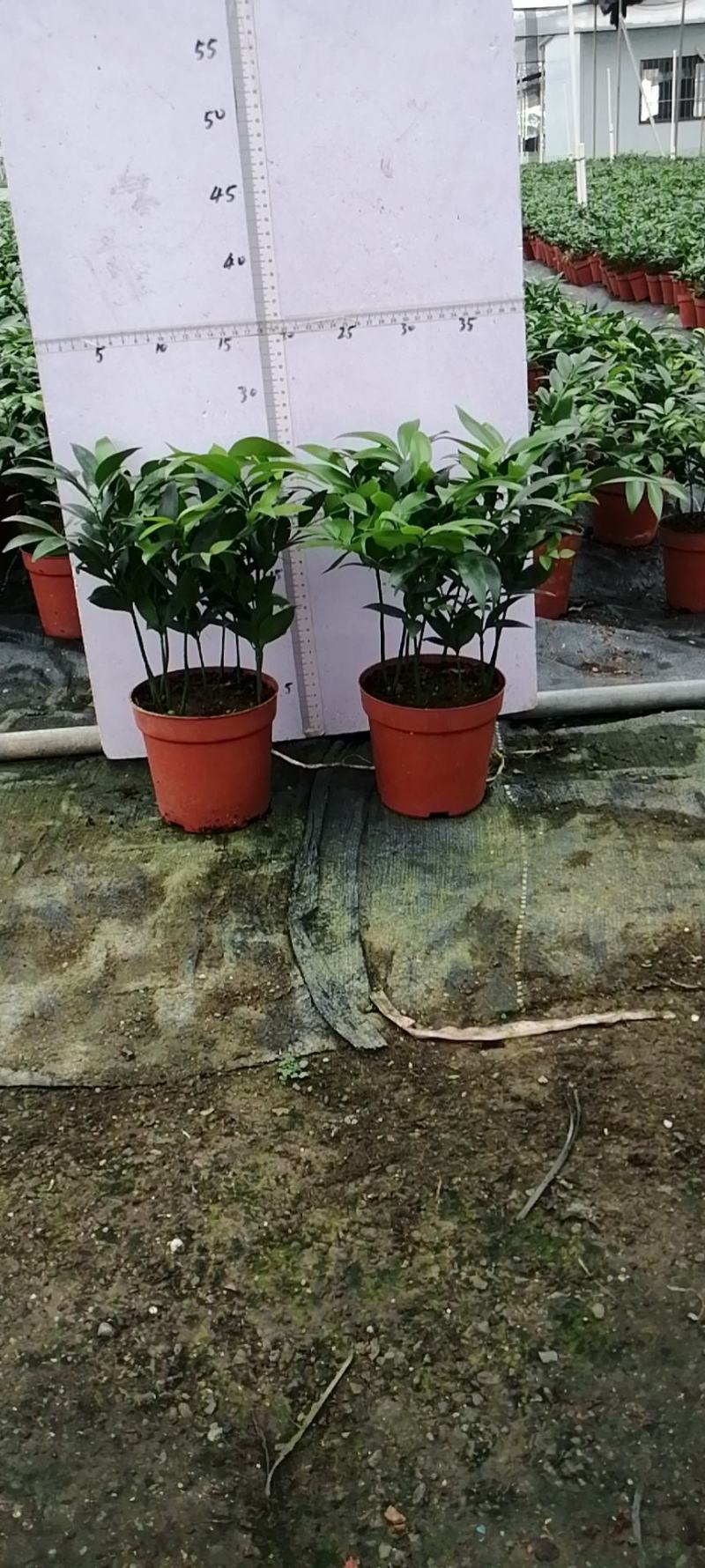 竹柏室内绿植盆栽居家办公常备绿植盆栽净化新鲜空气花卉盆栽